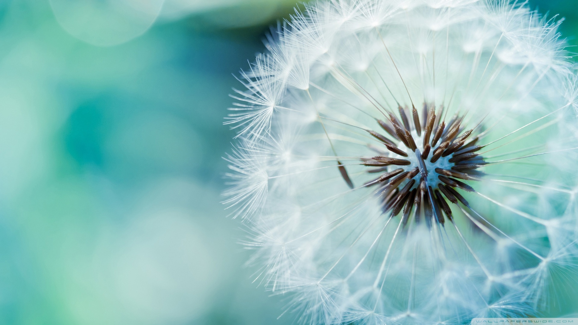 /upload/files/2/dandelion-flower-3-wallpaper-1920x1080-1-710.jpg